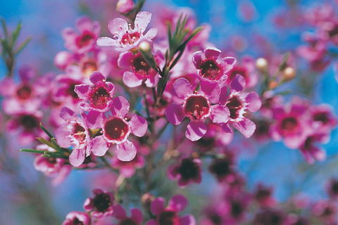 Best Of Perth Wildflower Season Day Trip - Hotel Gold Coast 1