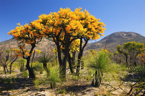 Best Of Perth Wildflower Season Day Trip - Hotel Gold Coast 3
