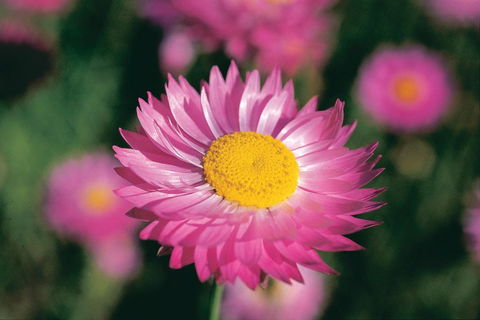 Best Of Perth Wildflower Season Day Trip - Hotel Gold Coast 5