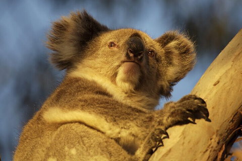 After Hours Electric Fatbike Tour In Kangaroo Island - Hotel Gold Coast 2