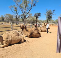 West MacDonnell Ranges Half-Day Small-Group Tour with Camel Ride - Hotel Gold Coast