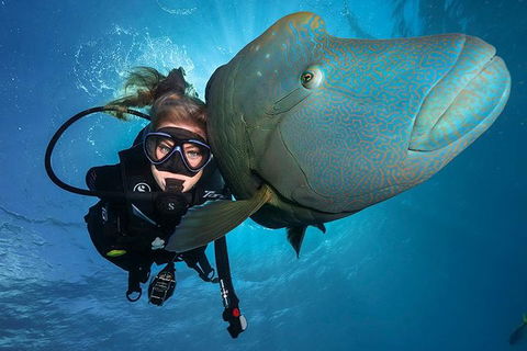 Great Barrier Reef Snorkeling And Diving Cruise From Cairns - Hotel Gold Coast 0