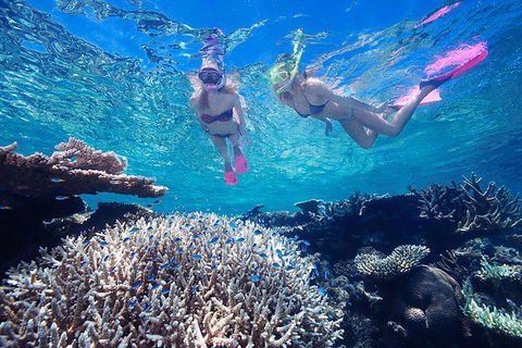 Great Barrier Reef Scenic Helicopter Tour And Cruise From Cairns - Hotel Gold Coast 3