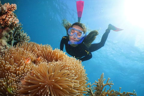 Helicopter And Cruise Packages From Port Douglas - Hotel Gold Coast 3