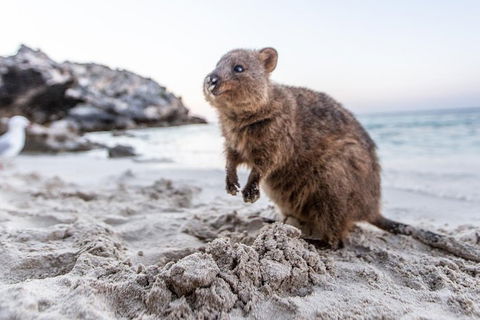 Perth To Rottnest Island Roundtrip Ferry Ticket - Hotel Gold Coast 5
