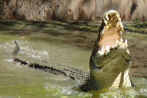 Hartley's Crocodile Adventures Day Trip From Palm Cove - Hotel Gold Coast 3