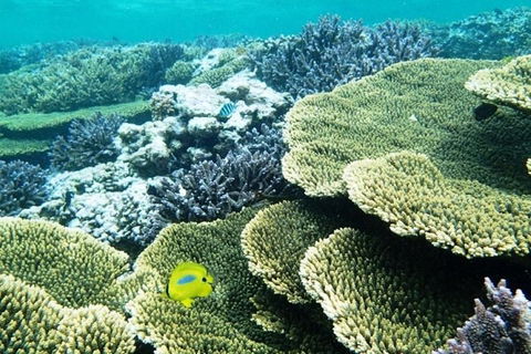 Abrolhos Islands Scenic Flight & Snorkel Adventure From Perth - Hotel Gold Coast 4