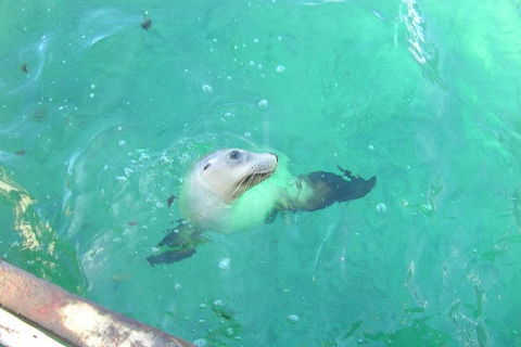 Abrolhos Islands Scenic Flight & Snorkel Adventure From Perth - Hotel Gold Coast 5