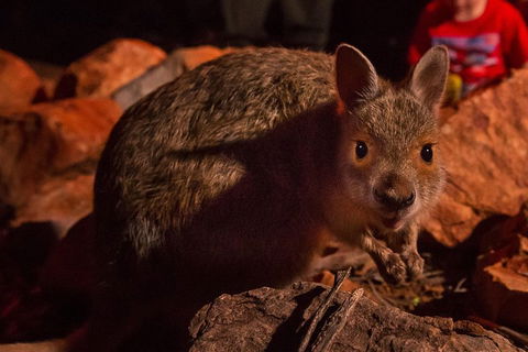 Alice Springs Desert Park Nocturnal Tour - Hotel Gold Coast 3