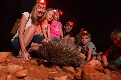 Alice Springs Desert Park Nocturnal Tour - Hotel Gold Coast 5