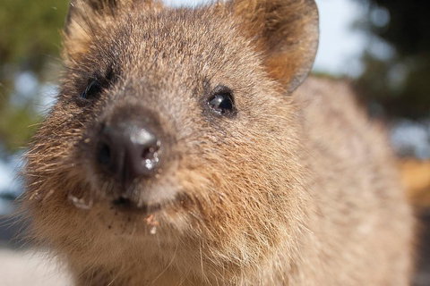 Seaplane Flights Perth To Rottnest Island And Return - Hotel Gold Coast 2