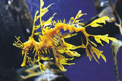SEA LIFE Melbourne Aquarium Admission Ticket - Hotel Gold Coast 0