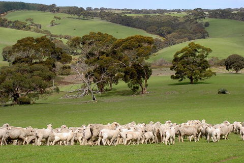 Kangaroo Island Luxury Small Group 'Island Life' Full Day Tour - Hotel Gold Coast 1