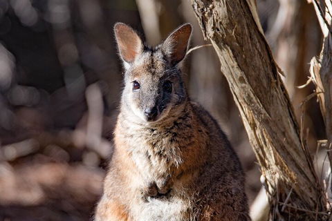 Kangaroo Island Luxury Small Group 'Island Life' Full Day Tour - Hotel Gold Coast 3