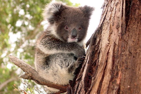 Kangaroo Island Luxury Small Group 'Island Life' Full Day Tour - Hotel Gold Coast 4