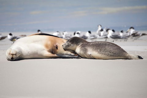 Kangaroo Island Luxury Small Group 'Island Life' Full Day Tour - Hotel Gold Coast 5