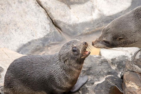 Kangaroo Island Luxury Small Group 'Flinders Chase Focus' Full Day Tour - Hotel Gold Coast 2