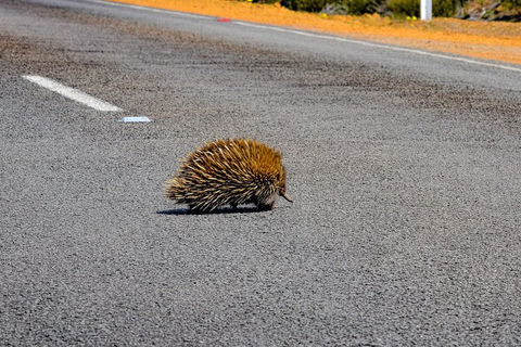 Kangaroo Island Luxury Small Group 'Flinders Chase Focus' Full Day Tour - Hotel Gold Coast 3