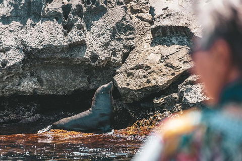 Adventure Rottnest Tour With Ferry & Adventure Cruise From Perth Or Fremantle - Hotel Gold Coast 1