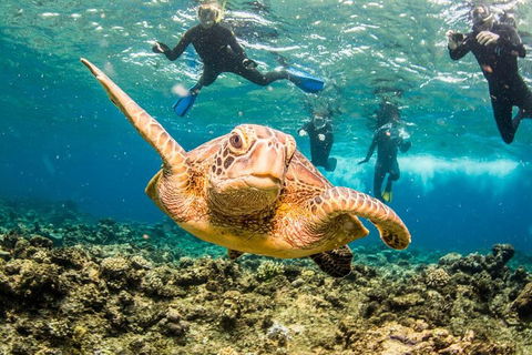 Great Barrier Reef Diving And Snorkeling Cruise From Cairns - Hotel Gold Coast 3