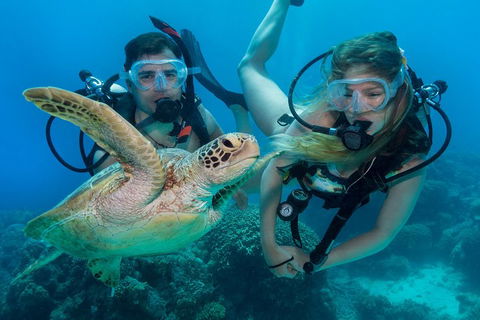 Great Barrier Reef Diving And Snorkeling Cruise From Cairns - Hotel Gold Coast 4