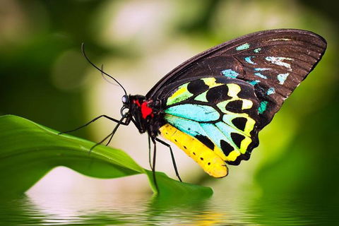 Australian Butterfly Sanctuary - Hotel Gold Coast 4