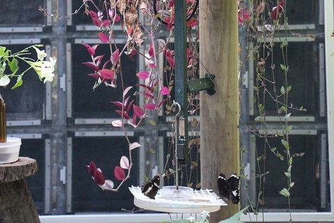 Australian Butterfly Sanctuary- Virtual Interactive Tour With Private Guide - Hotel Gold Coast 1