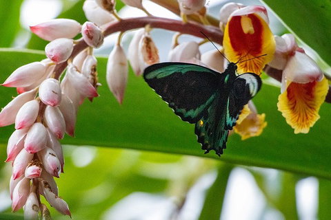 Australian Butterfly Sanctuary- Virtual Interactive Tour With Private Guide - Hotel Gold Coast 2
