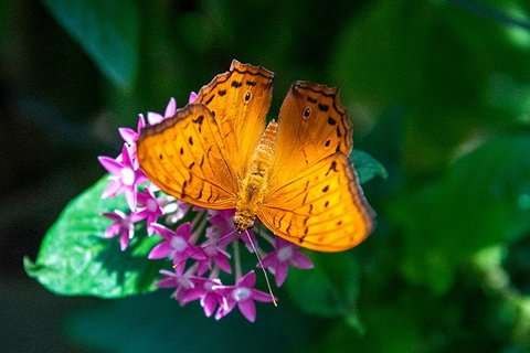 Australian Butterfly Sanctuary- Virtual Interactive Tour With Private Guide - Hotel Gold Coast 3
