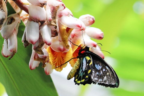 Australian Butterfly Sanctuary- Virtual Interactive Tour With Private Guide - Hotel Gold Coast 5