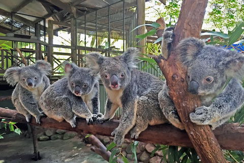 Best Of Kuranda Including Skyrail, Kuranda Scenic Railway And Rainforestation - Hotel Gold Coast 4