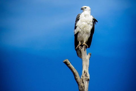 Kangaroo Island 75-Minute Ocean Safari - Hotel Gold Coast 0