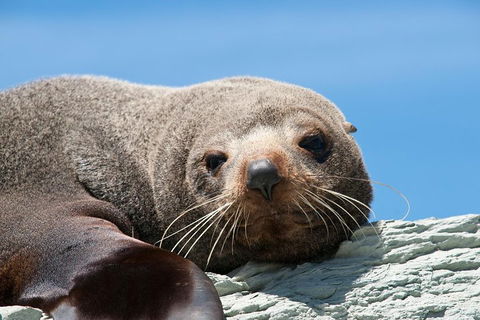 Kangaroo Island 75-Minute Ocean Safari - Hotel Gold Coast 1