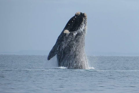 Kangaroo Island 75-Minute Ocean Safari - Hotel Gold Coast 2
