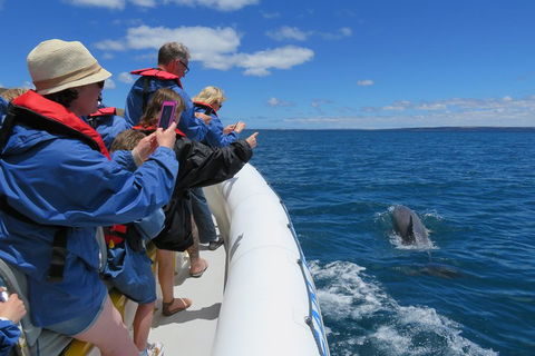 Kangaroo Island 75-Minute Ocean Safari - Hotel Gold Coast 3