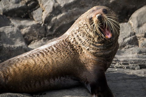 Kangaroo Island 75-Minute Ocean Safari - Hotel Gold Coast 5