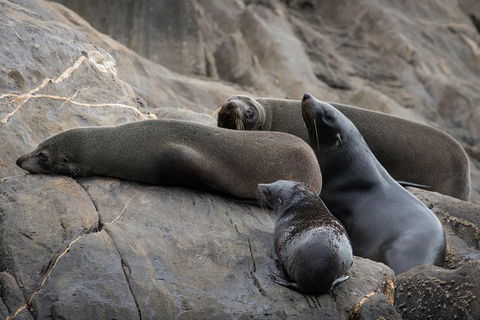 Kangaroo Island Ocean Safari - Snorkeling Safari - Hotel Gold Coast 0