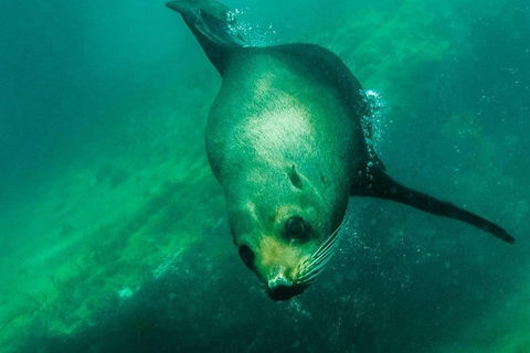 Kangaroo Island Ocean Safari - Snorkeling Safari - Hotel Gold Coast 1