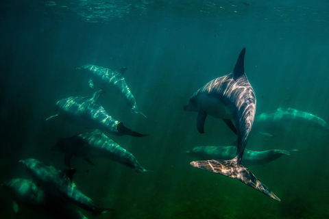 Kangaroo Island Ocean Safari - Snorkeling Safari - Hotel Gold Coast 2