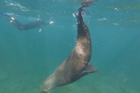 Kangaroo Island Ocean Safari - Snorkeling Safari - Hotel Gold Coast 3