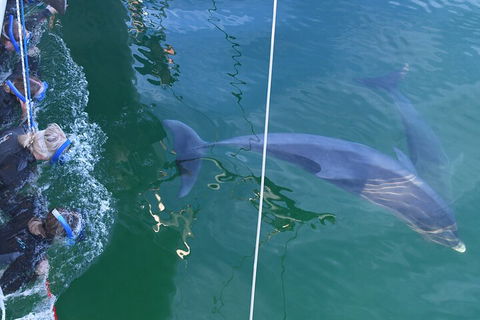 Dolphin Cruise From Adelaide With Optional Dolphin Swim - Hotel Gold Coast 0
