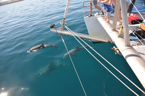 Dolphin Cruise From Adelaide With Optional Dolphin Swim - Hotel Gold Coast 1