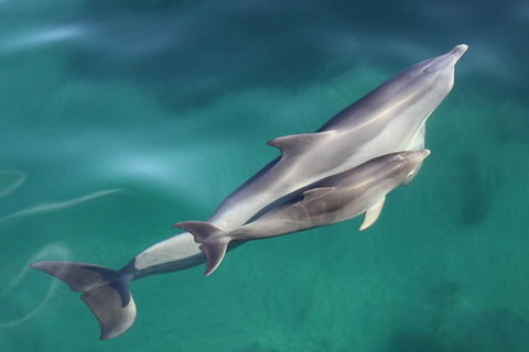 Dolphin Cruise From Adelaide With Optional Dolphin Swim - Hotel Gold Coast 4