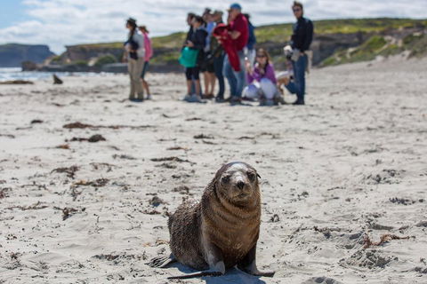 Kangaroo Island In A Day Tour From Adelaide - Hotel Gold Coast 0