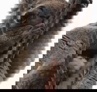 2-Day Kangaroo Island 4WD Small-Group Tour from Adelaide - Hotel Gold Coast