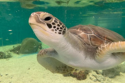Cairns Aquarium Marine Life Encounter Ticket With 2-Course Lunch - Hotel Gold Coast 0
