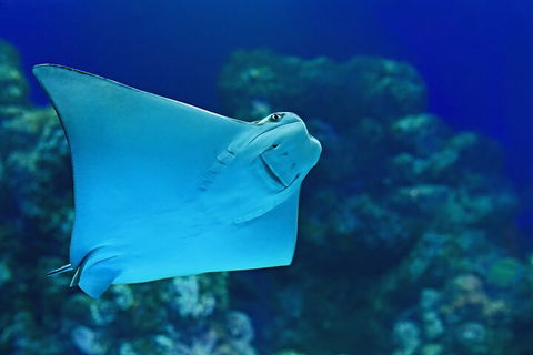 Cairns Aquarium Marine Life Encounter Ticket With 2-Course Lunch - Hotel Gold Coast 4