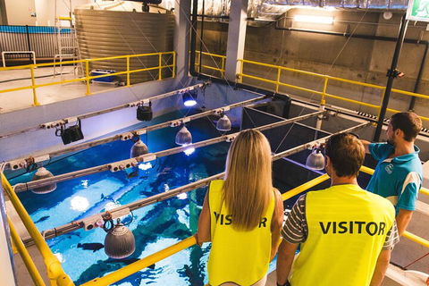 Cairns Aquarium Marine Life Encounter Ticket With 2-Course Lunch - Hotel Gold Coast 5