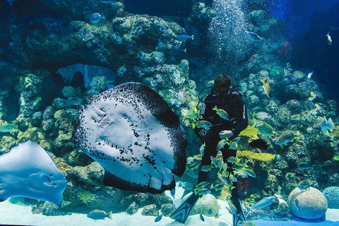 Cairns Aquarium Dive With The Sharks - Hotel Gold Coast 2