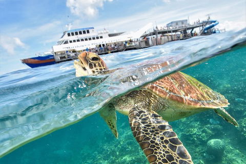 Outer Reef Pontoon Experience From Cairns - Hotel Gold Coast 5